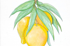 02A-Mango