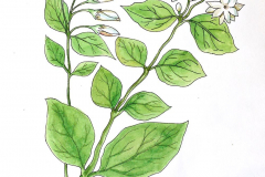 02D-Jasmine