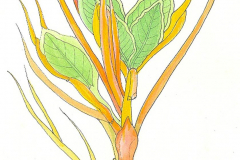 02G-saffron