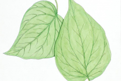 03G-Betel-leaf