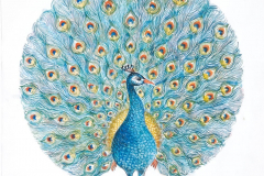 03J-Peacock