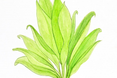 04A-Ti-Cordyline