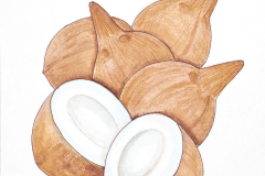 04D-Coconuts