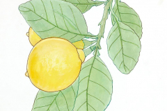 04G-Lime