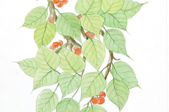 05A-Bo-Tree
