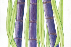05D-Sugarcane