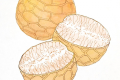 05G-Areca-nut