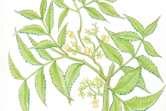 06D-Neem