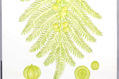 08D Amla