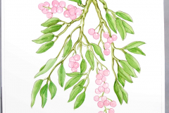 08G Jamun