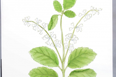 09D Tulsi