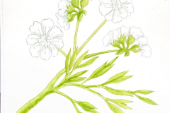 10G Coriander