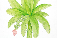 16A Banana plant