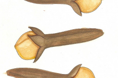 16J clove