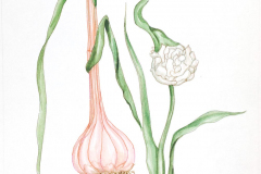 17A Garlic