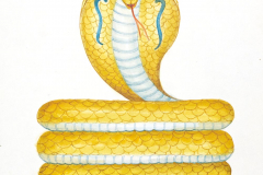17G Naga
