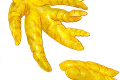 17j Turmeric