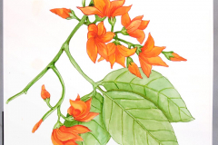 18A Flame of Forest