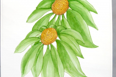 19J Echinacea