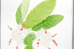 20A Arjuna Plant