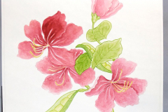 20B Bauhinia