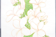 21A Plumeria
