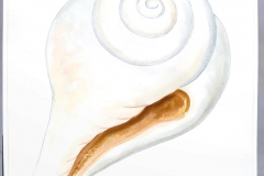 21G Conch