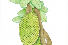 23J Jak fruit