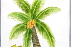 24A Coconut tree