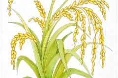7D Rice Paddy