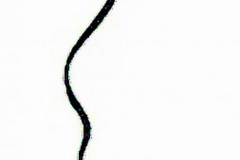 Neemf Om