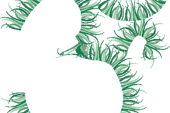 Seaweed Aum
