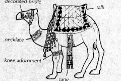 xxAnimals_Deco Camel