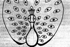 xxAnimals_Peacock