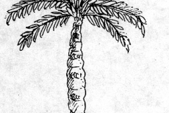 xxPLANTS_Bottle Palm