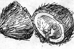 xxPLANTS_Coconuts