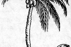xxPLANTS_Cocunut palm