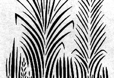 xxPLANTS_Field grasses