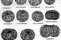 xxPLANTS_Flowery Pumpkins