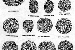 xxPLANTS_Flowery pumkins-bittermelons