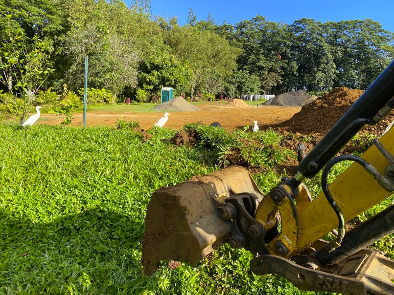 Hibiscus Transplanting