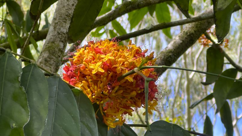 Winter in Siva's Gardens/Nepalese Rudrakshas