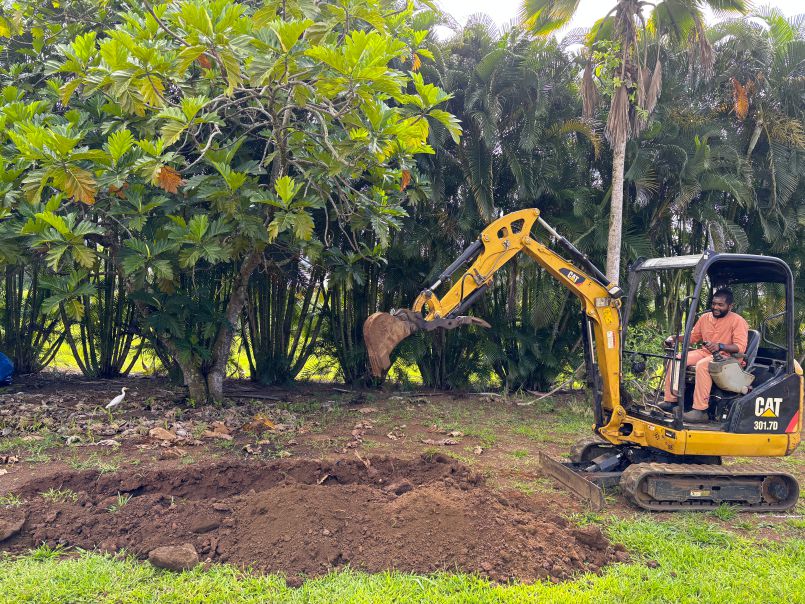 Newest Hibiscus Planting